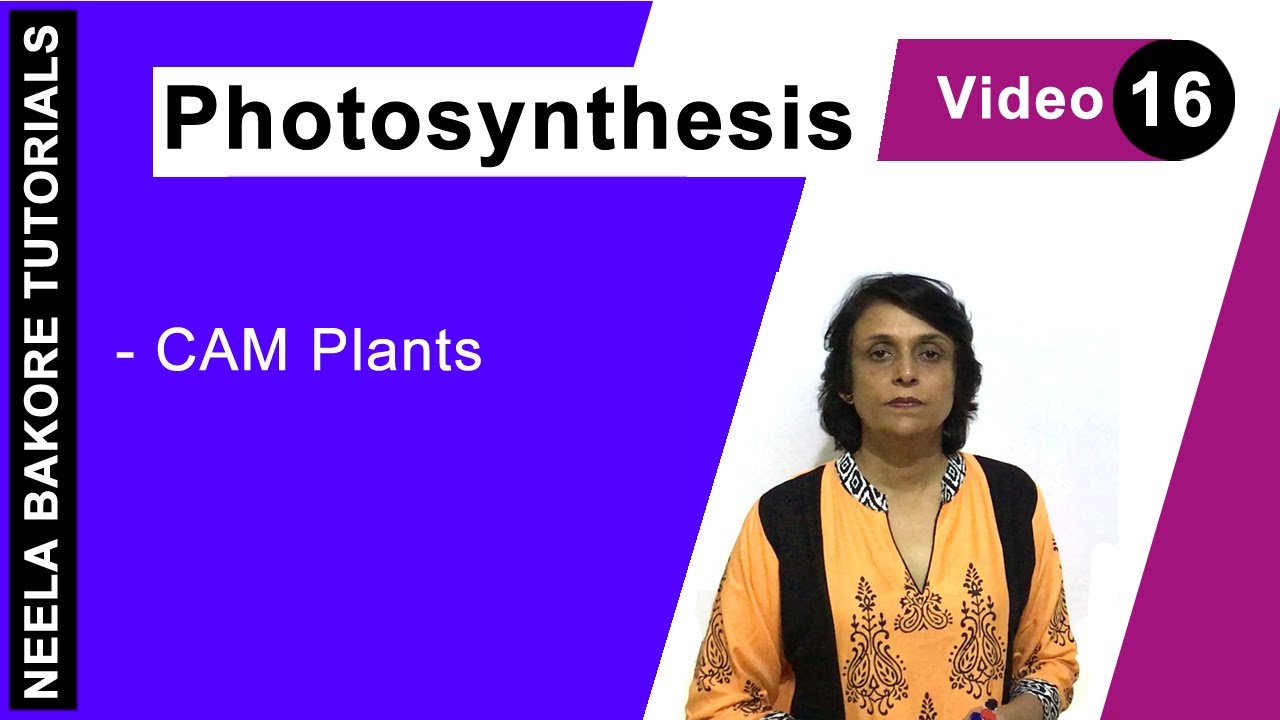 Photosynthesis | NEET | CAM Plants | Neela Bakore Tutorials