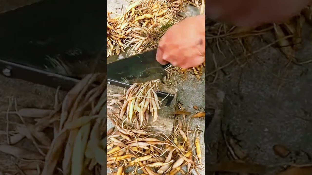 Satisfying Root Harvest & Rapid Trimming! 🎋 #farmoratv #nature #asmr