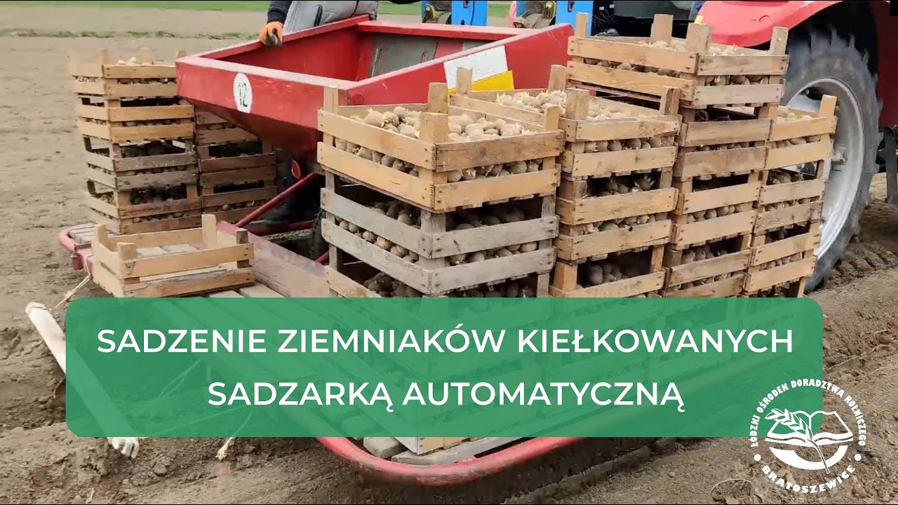 Sadzenie Ziemniaków Podkiełkowanych Sadzarką Automatyczną - technologia rolnicza