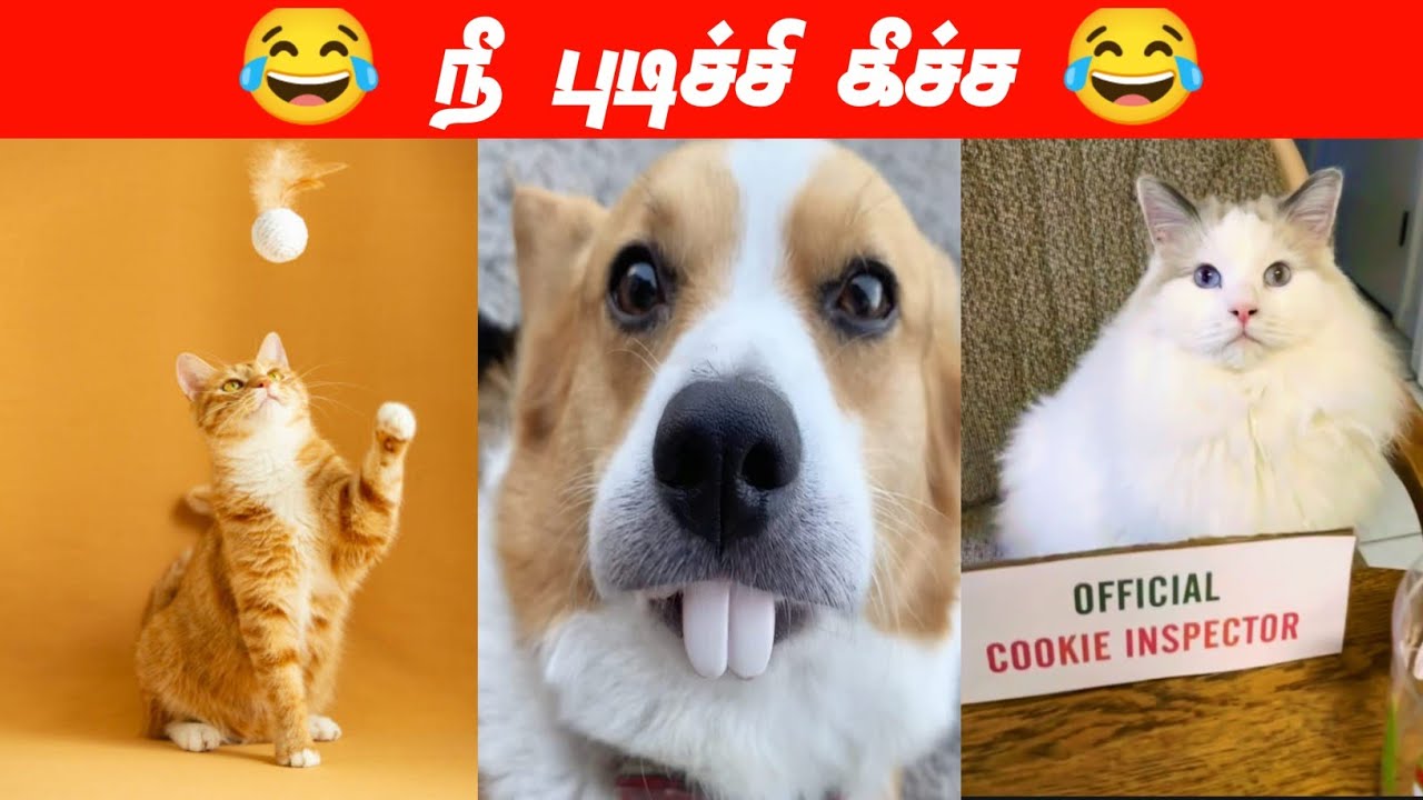 😂🐕எப்படிடா தூக்குறது🐈😂#viral #trending #cutecat #cutedog #funnyanimalvideos