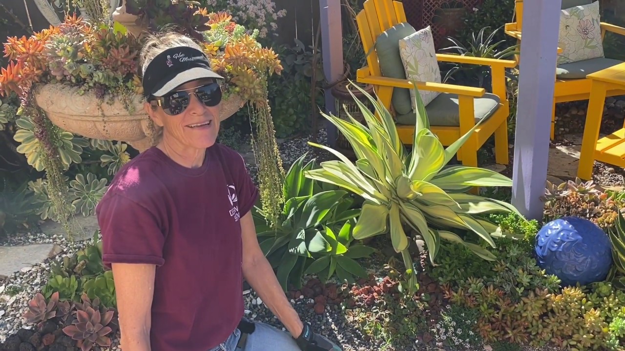 Agave attenuata variegata Лоры Юбэнкс и как с ней обращаться