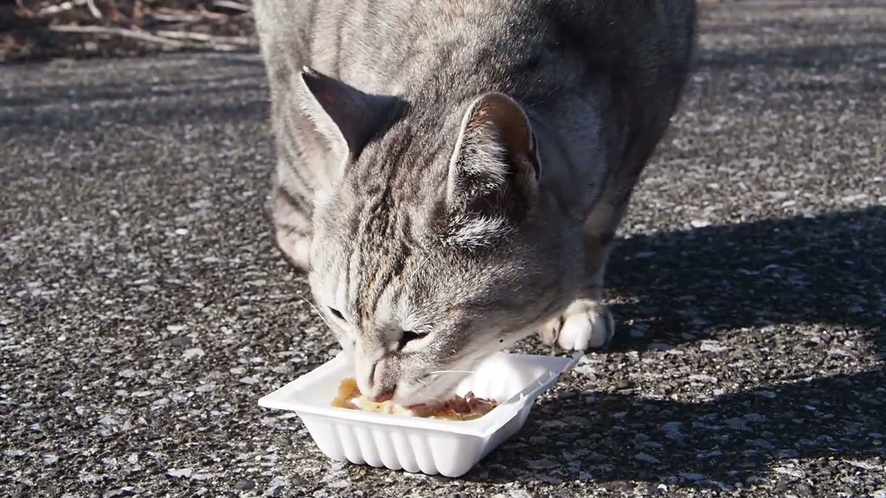 地域猫の暮らし2026/02/19 歌舞伎,シャー,グー,ママ,野鳥,海