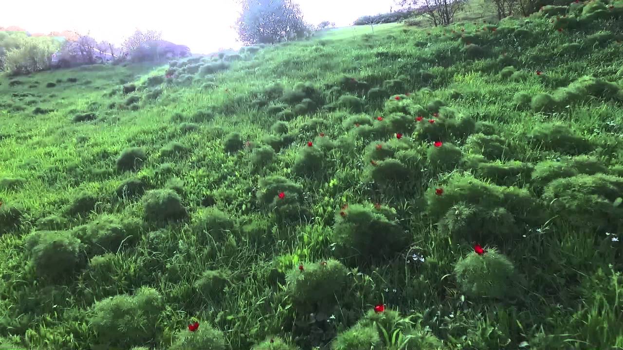Rezervatia de bujori din Zau de Cimpie, jud. Mures