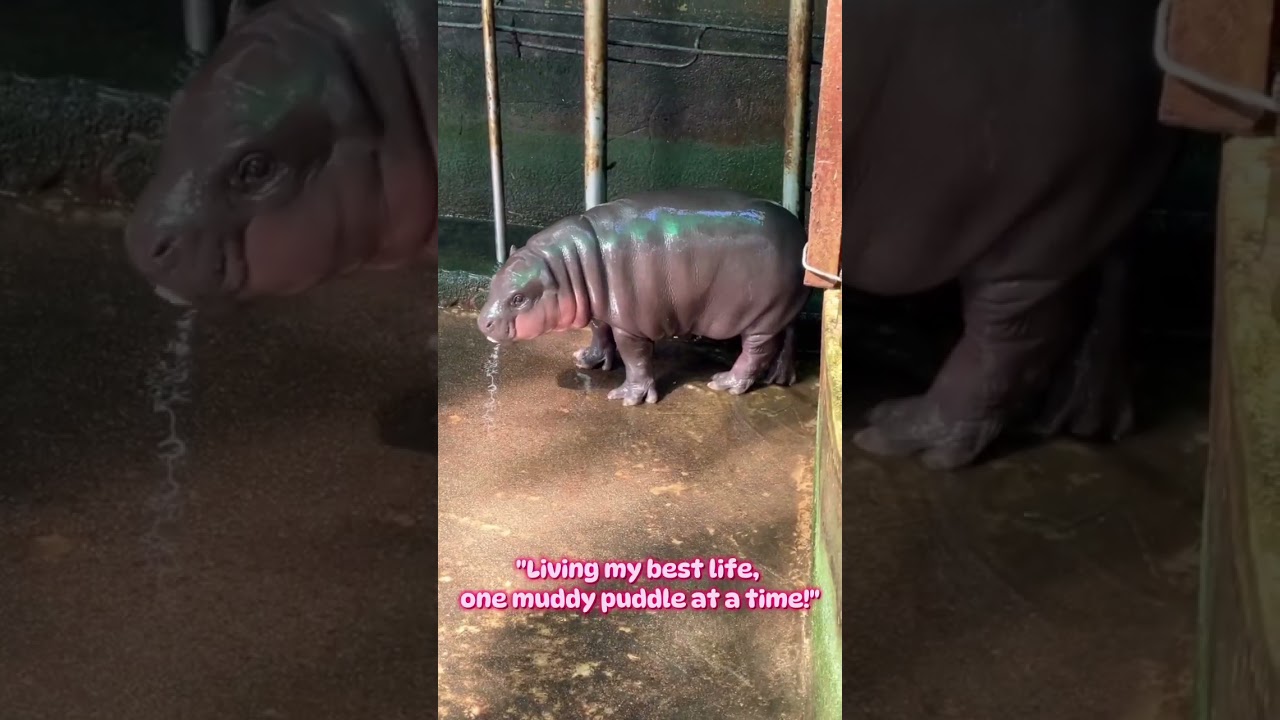 Adorable all day wet baby hippo #animals #fypシ゚viral #fyp