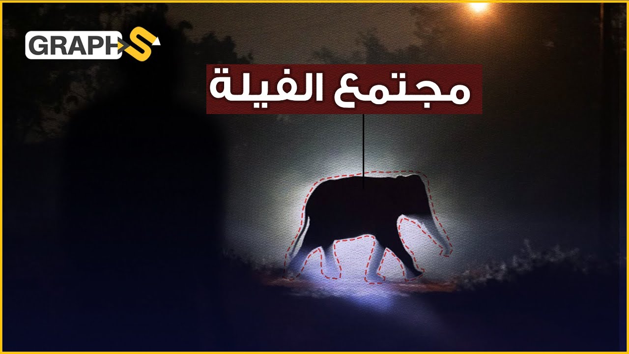 الفيل .. ملك الغابة الحقيقي والحيوان الذي ظلمناه جميعاً.. مجتمع حيواني فاقت أخلاقه مجتمعات البشر