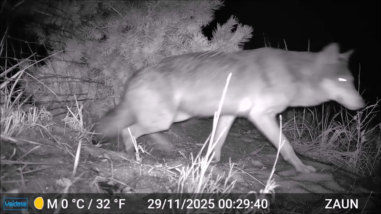 Wolfs Rudel II unterwegs im Spätherbst - Teil 2