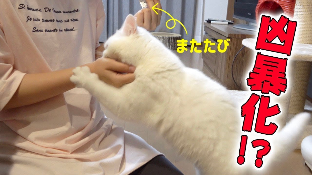 とある事情でまたたびを使ったら予想外の反応をした猫！