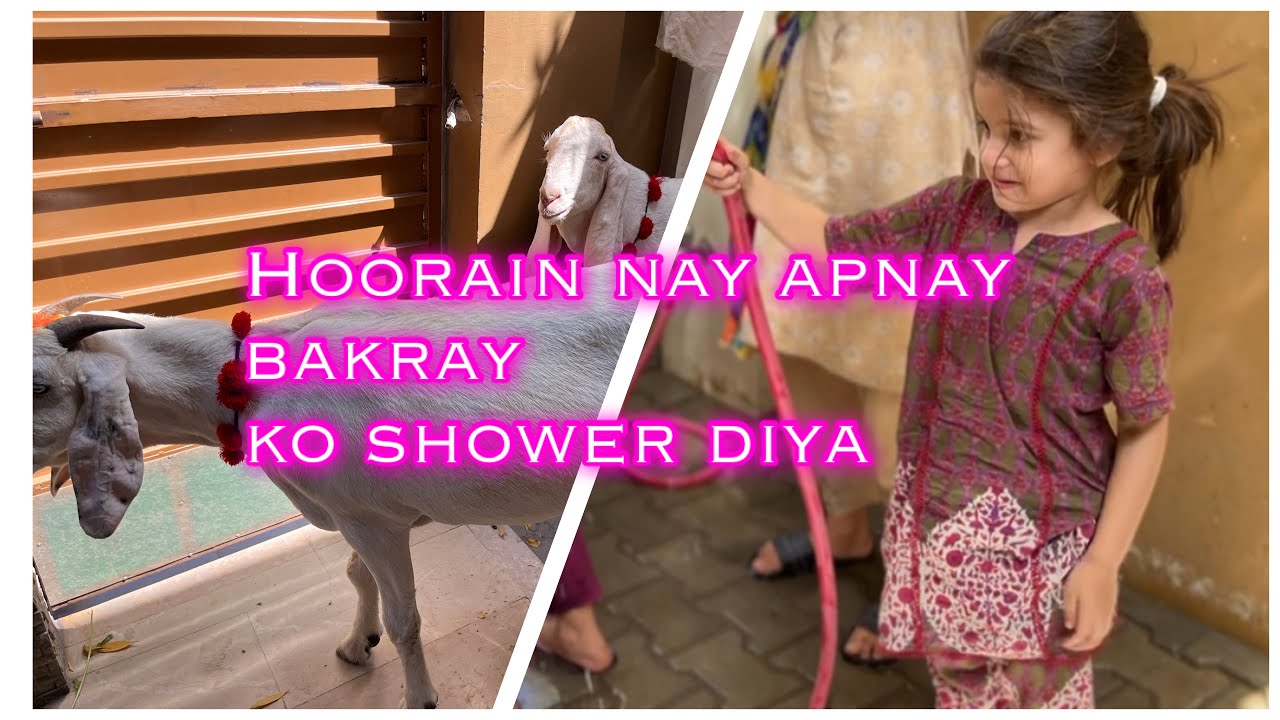 Hoorain ny apnay bakron ko shower diya 🌸🐐