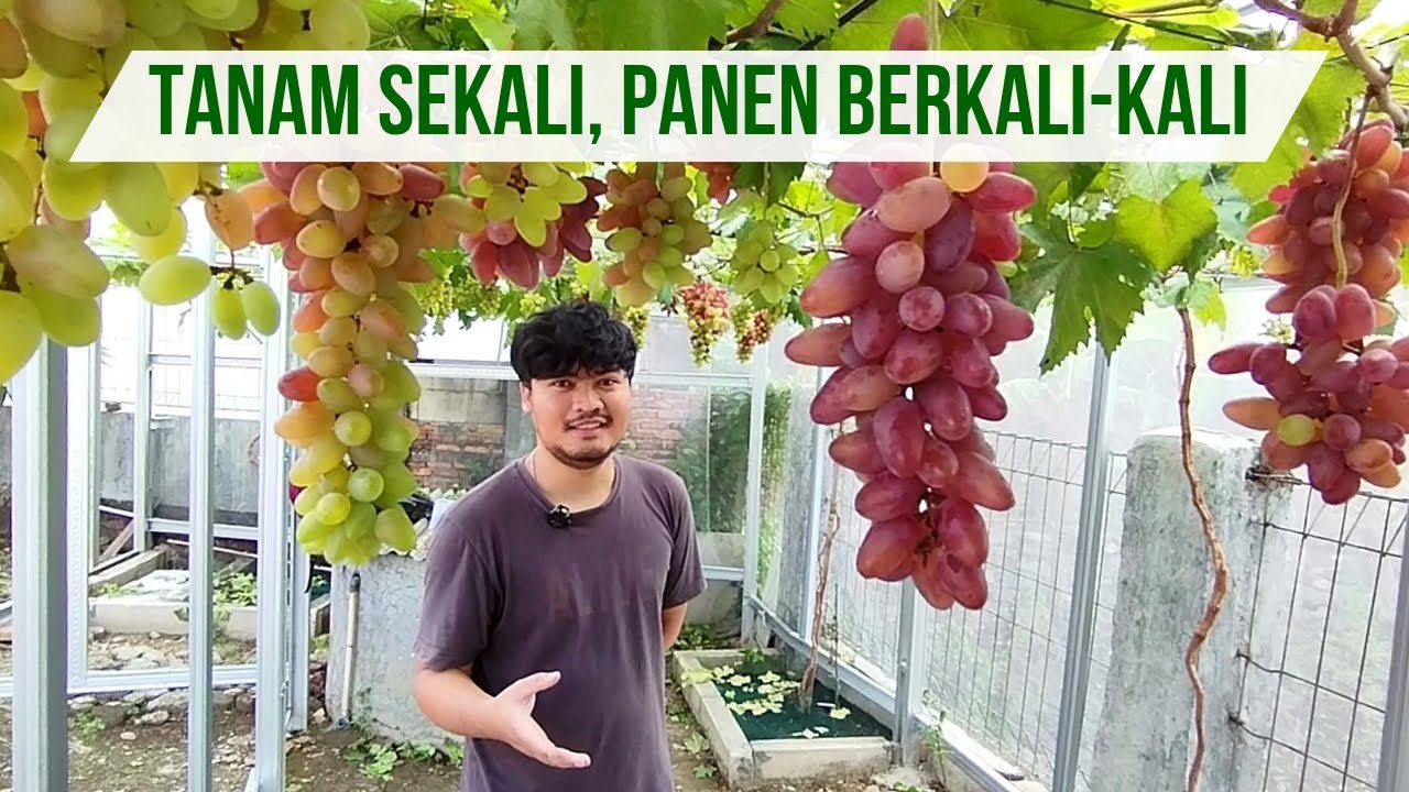 Auto Lebat! Ini Cara Tanam Anggur Supaya Buah Nggak Ada Habisnya