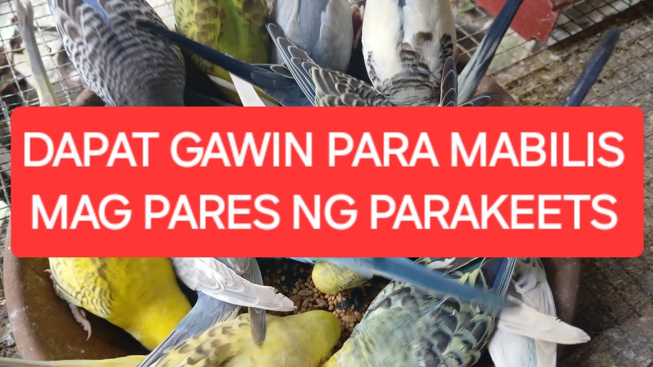 DAPAT GAWIN PARA MABILIS MAG PARES NG PARAKEETS 🤔🤔🤔