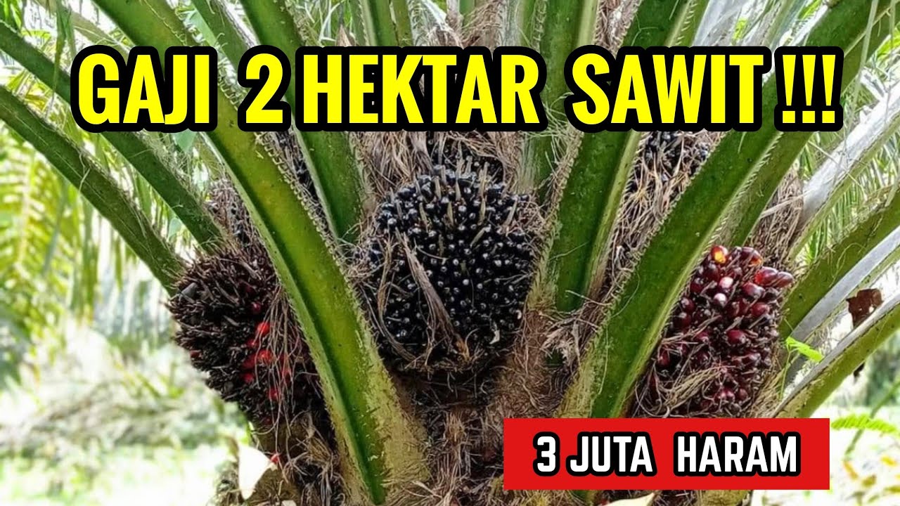 Bongkar Gaji Bersih 2 Hektar Sawit: Ternyata Jauh dari Kata Kaya! 