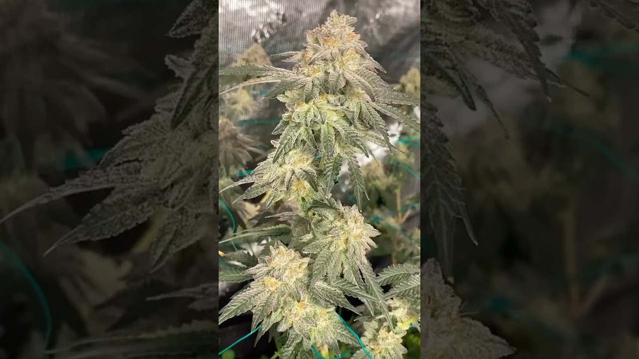CANDY FUMEZ (zkittlez x sherbanger) bred by Boston Roots x Bloom seed co. #organic #livingsoil #420