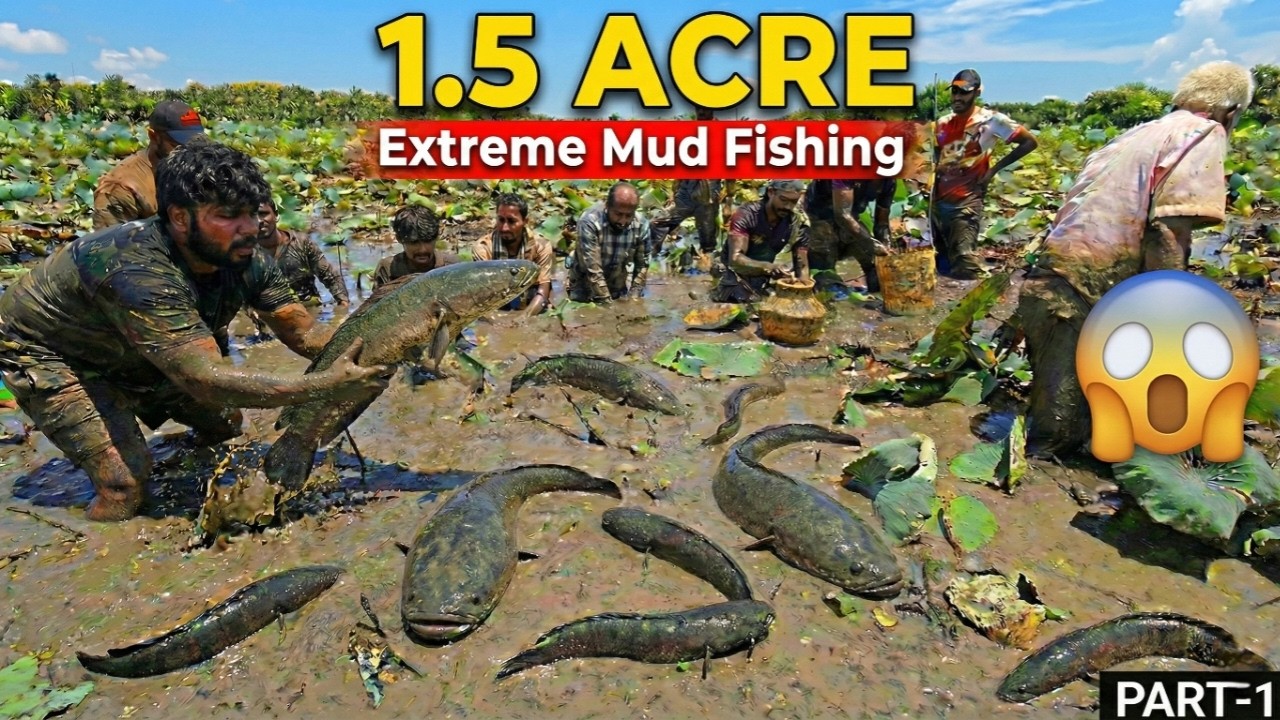1.5 Acre Lotus Pond-ൽ Extreme Mud Fishing! 😱