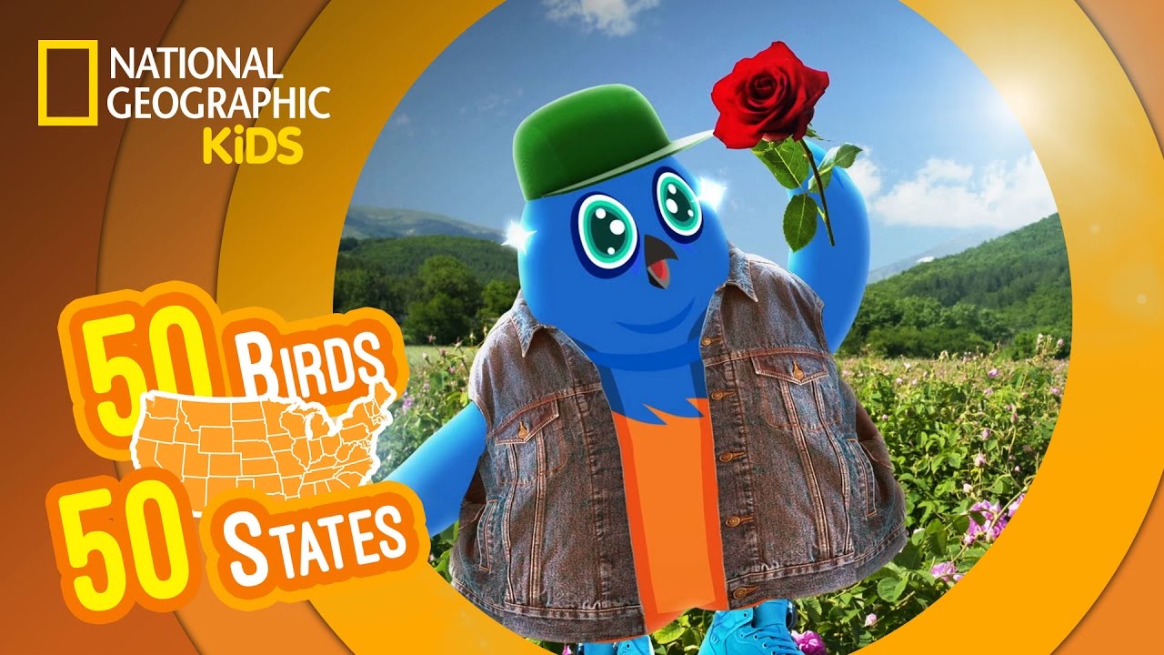 New York - Feat. Rapper MC Blue the Eastern Bluebird | 50 Birds, 50 States