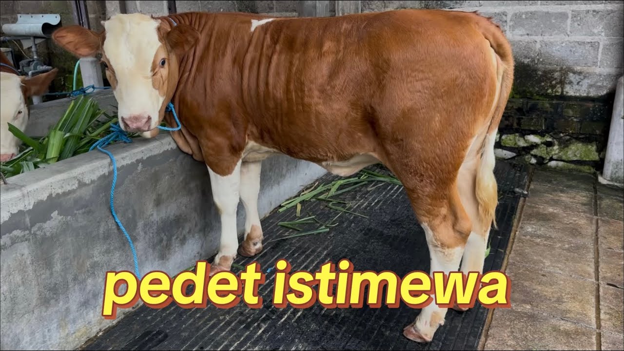 grosir sapi super mas yohandi kediri jawa timur 