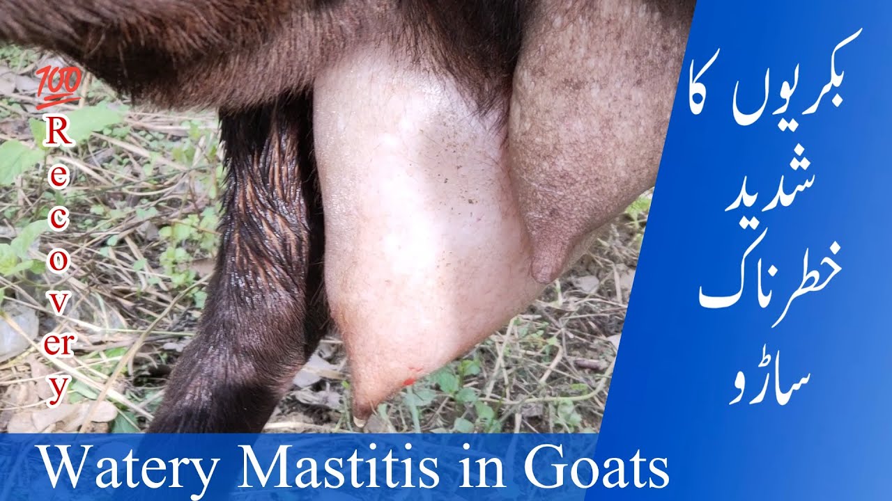 Gangrenous Watery Mastitis treatment In Goats | Fibrosed Mastitis| Udder Fibrosis In goats