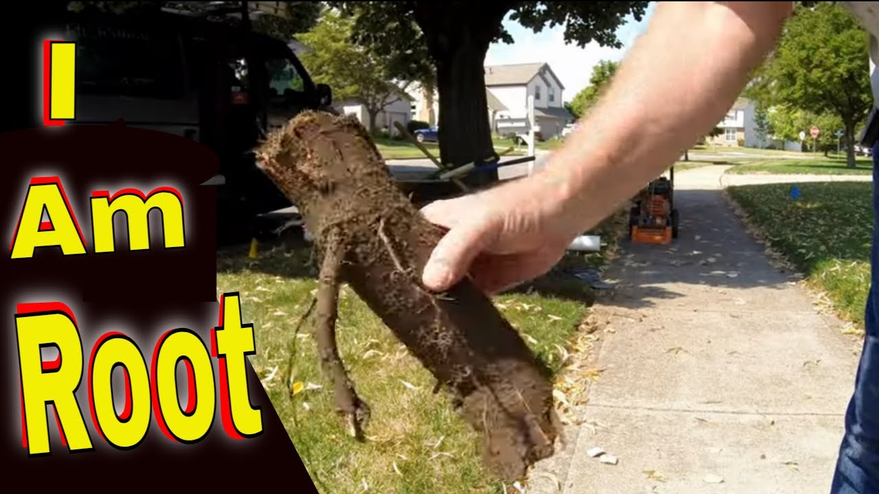 Attack Sidewalk TREE ROOTS How to Tunnel Sidewalk DiY Dig Under Sidewalk