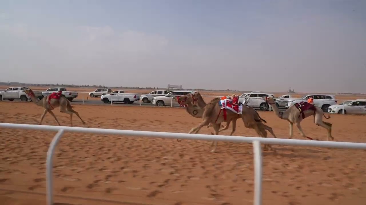 الشوط الأول بكار مفاريد(الغزيل)للمالك/علي محمد علي ال فطيح