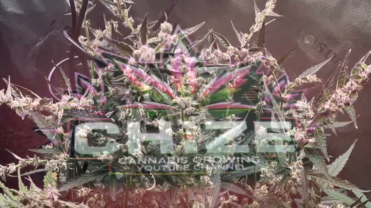 Two GG4  Auto Flower Seeds From Flowering To Harvest