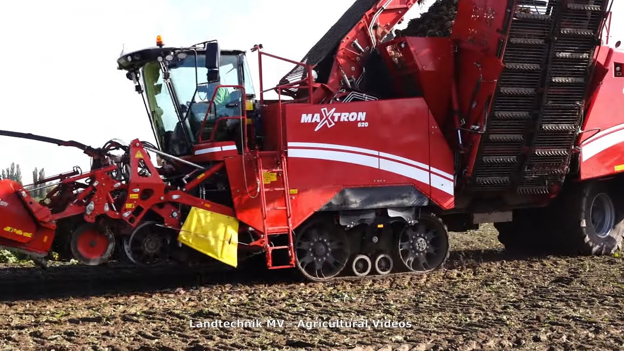 Grimme Maxtron 620 / Rübenernte - Harvesting Beets  2020  pt2