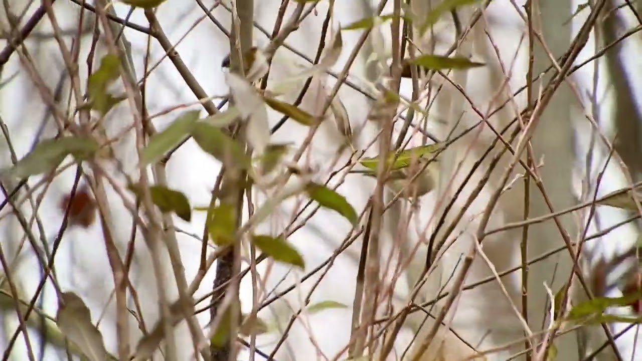 Hume’s leaf warbler