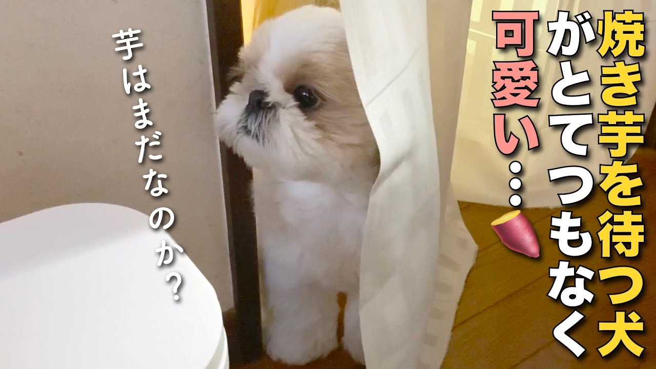 【シーズー】焼き芋を待つ犬がとてつもなく可愛い…【130】