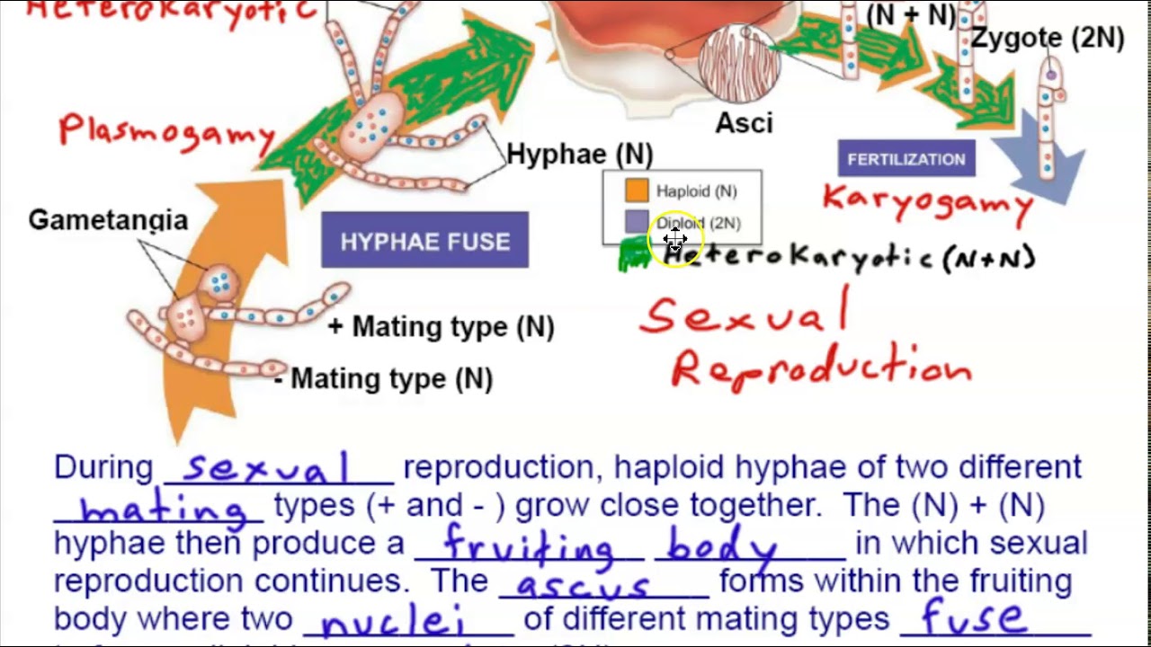 Phylum Ascomycota!