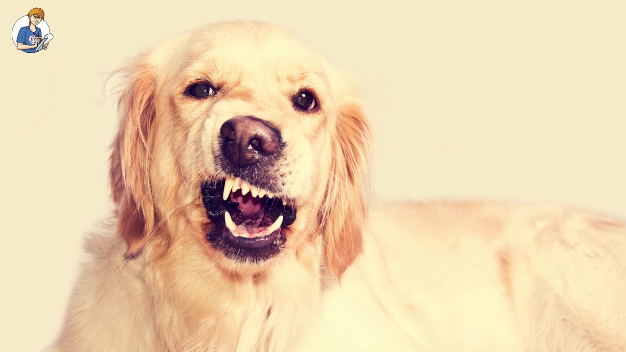 5 cose che non sai sui cani