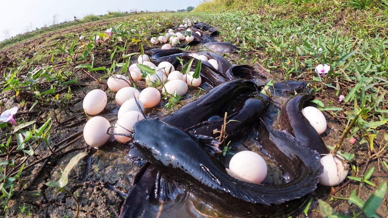WOW WOW - A lot of fish and eggs in rice field amazing a fisherman catch a lot of fish and eggs