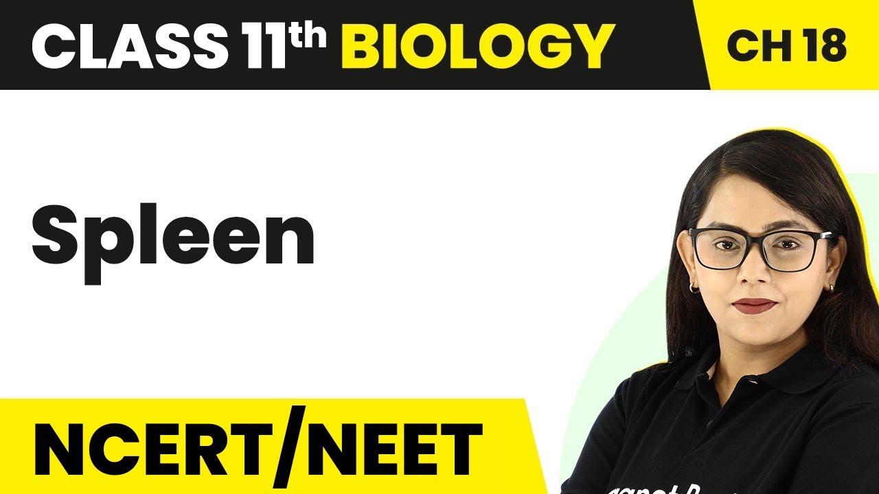 Spleen - Body Fluids And Circulation | Class 11 Biology/NEET-AIIMS