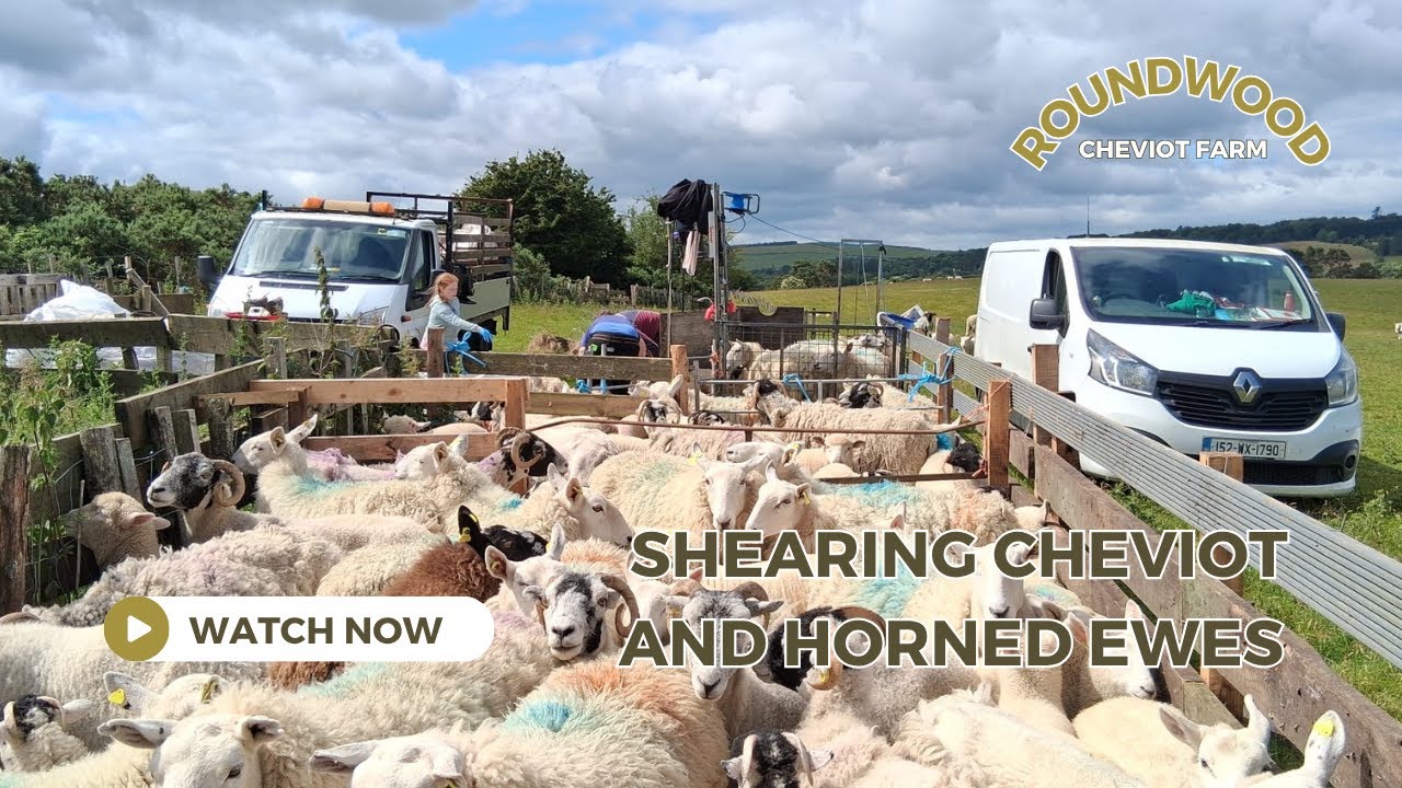 Shearing Ewes | No Fuss, Great Craic & Smart Setup