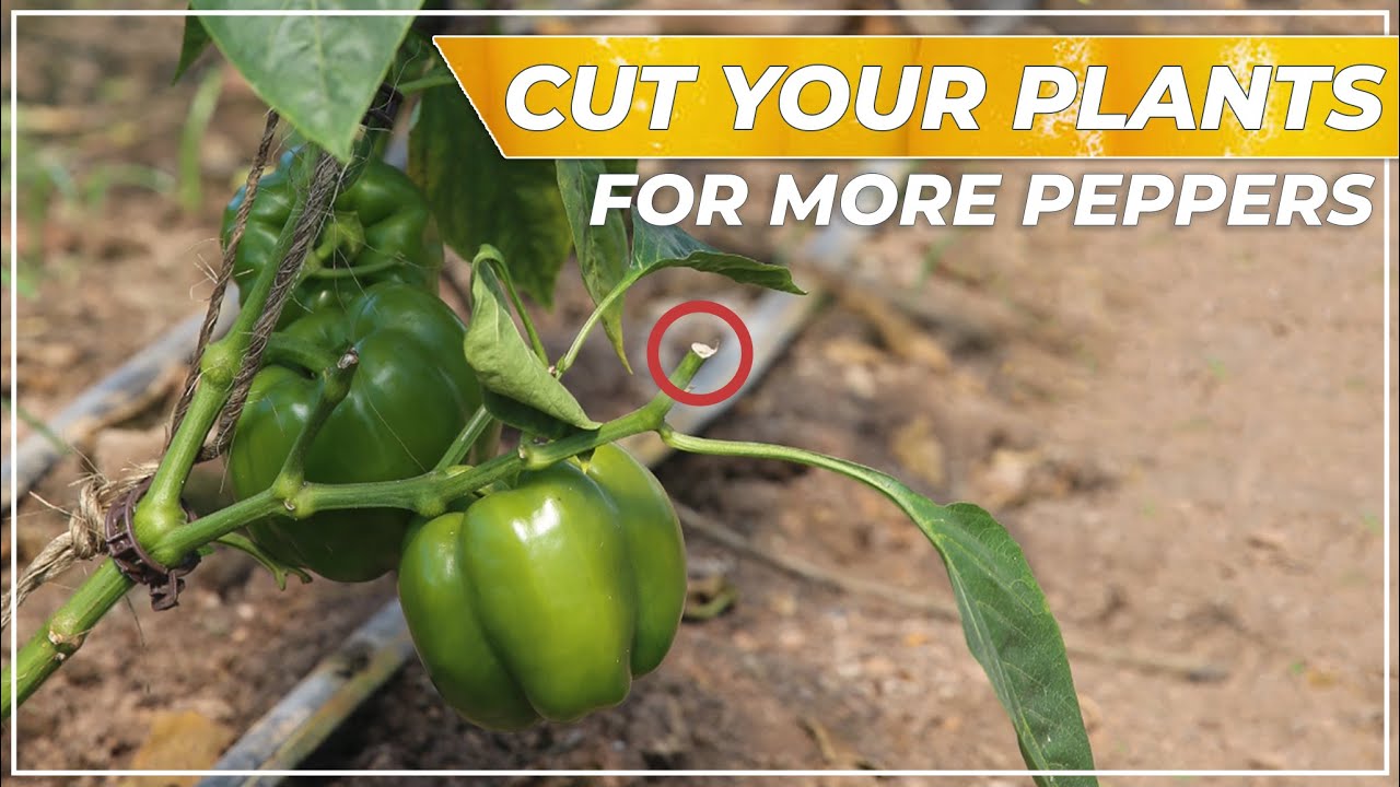 How to Prune Pepper Plants AWESOME RESULTS!