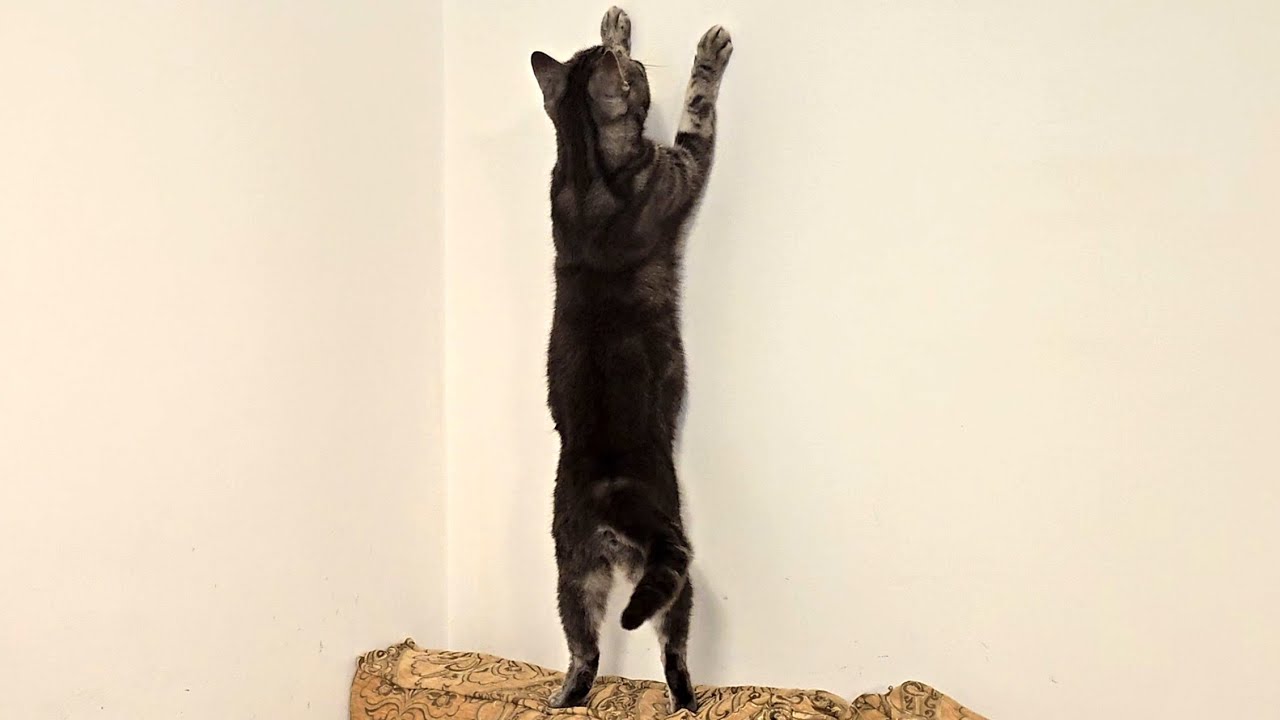 Cat Acting Weird