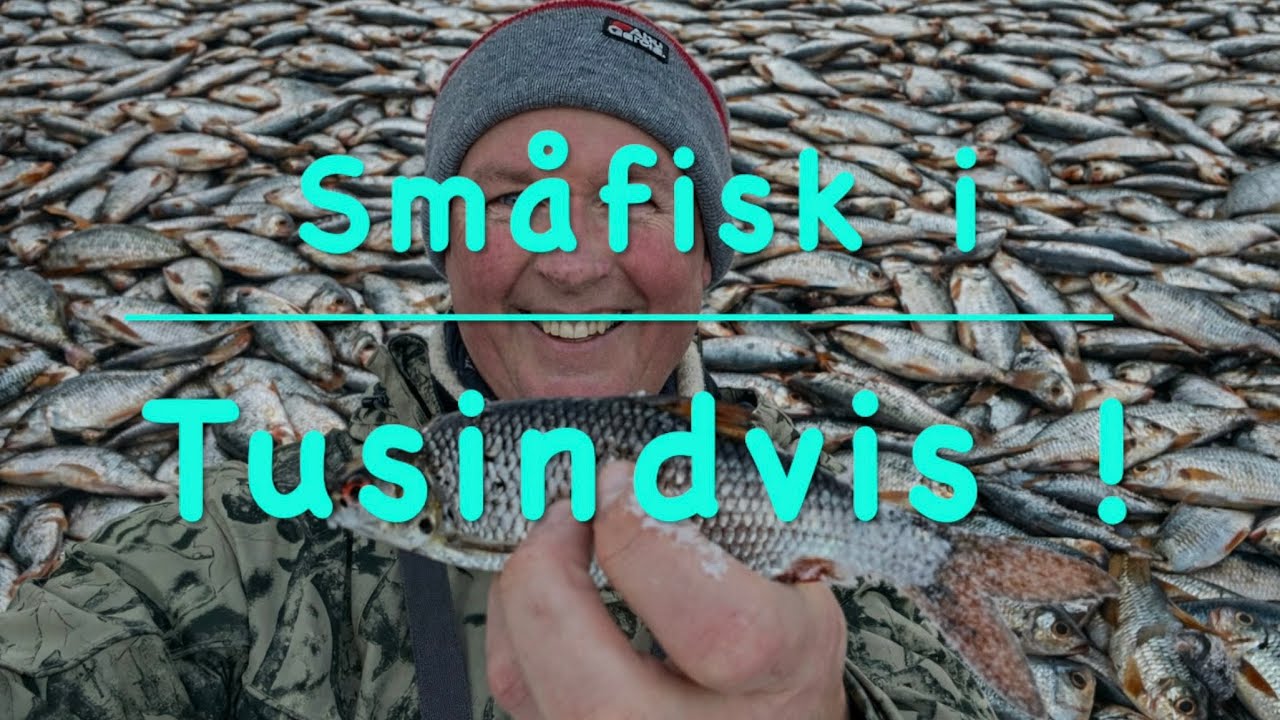 Småfisk i Tusindvis!