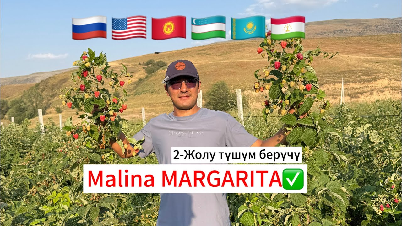 2-жолу Тушум берүчү Маргарита сорт, күзгүгө көчөттөр чектелуу✅тел:0508354846 #аксы #чуй #талас #чүй
