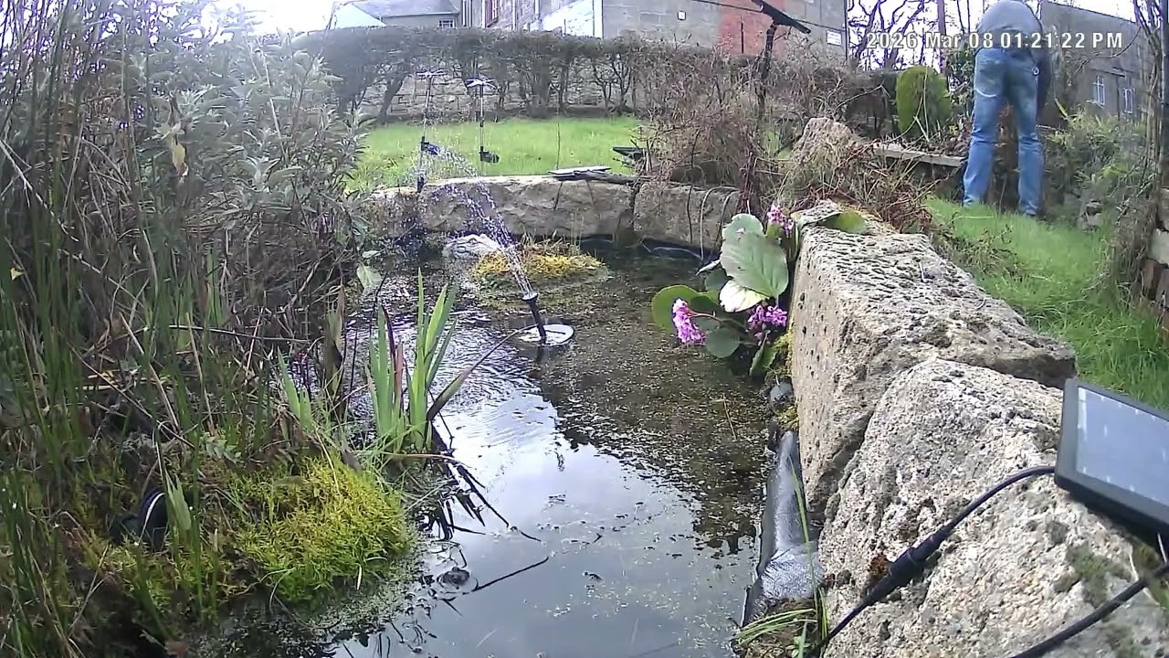 Garden pond 