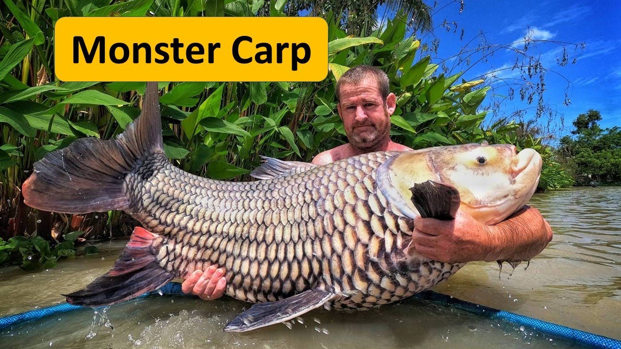 Monster Carp Thailand. fishing in Thailand at Jurassic Fishing Park.