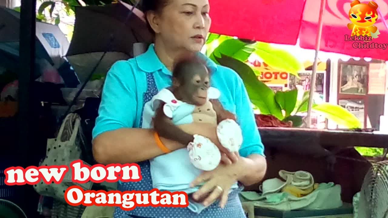 Excited!!! To see the new born baby orangutan