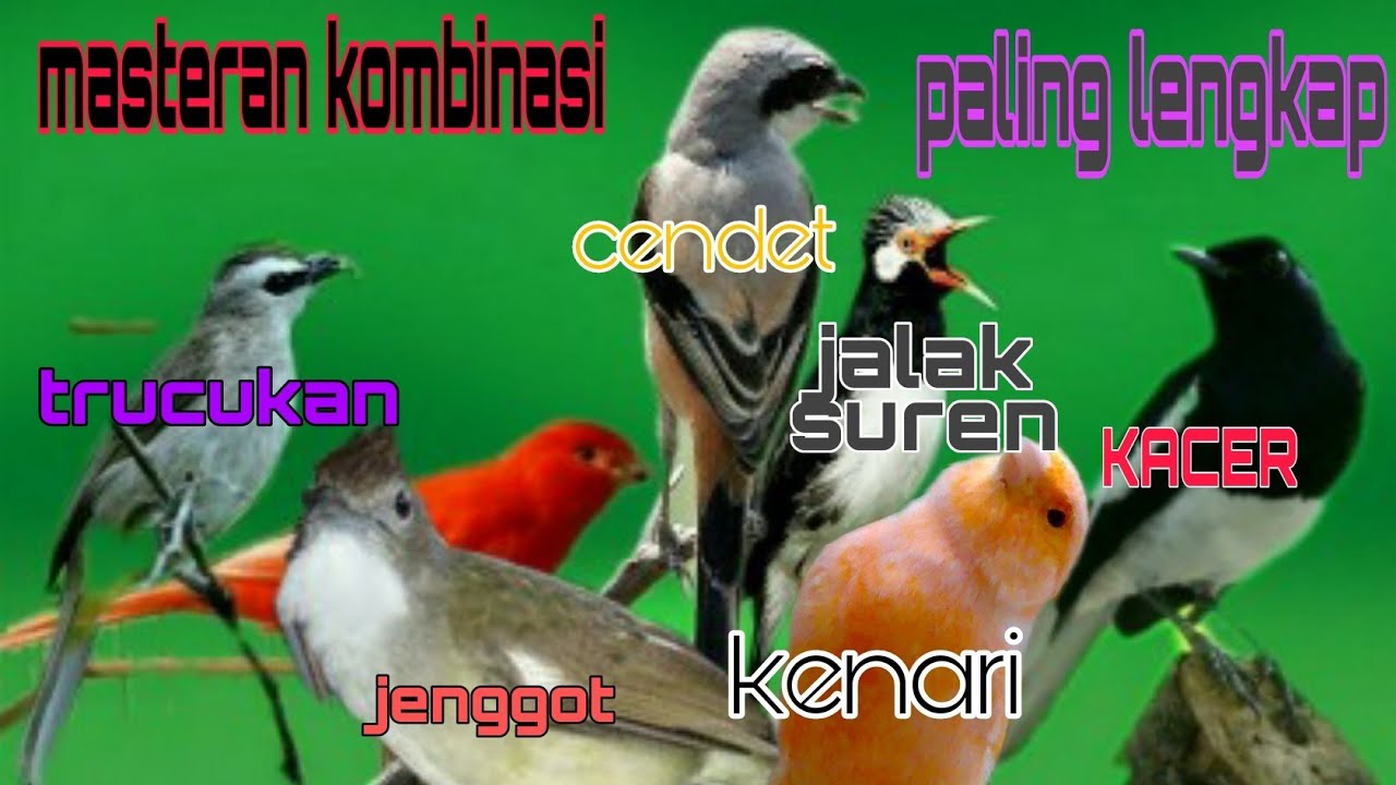 MASTERAN  KOMBINASI TERLENGKAP.. SUARA BURUNG KACER VS SUREN VS KENARI VS JENGGOT VS  IJO VS CENDET