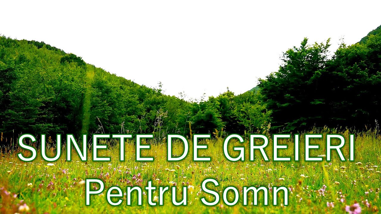 4k Sunet Greiere, Pasari, In Padure, Sunete Naturale Pentru Somn, Meditatie  #TGBsound