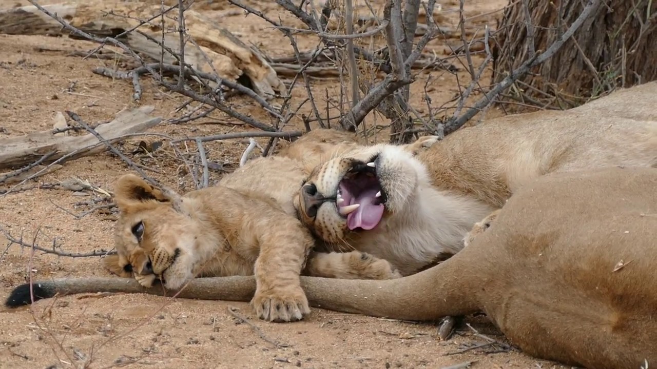 Baby lion playing with his lion mom. The cutest thing you've ever seen 😍 - Erindi, Namibia