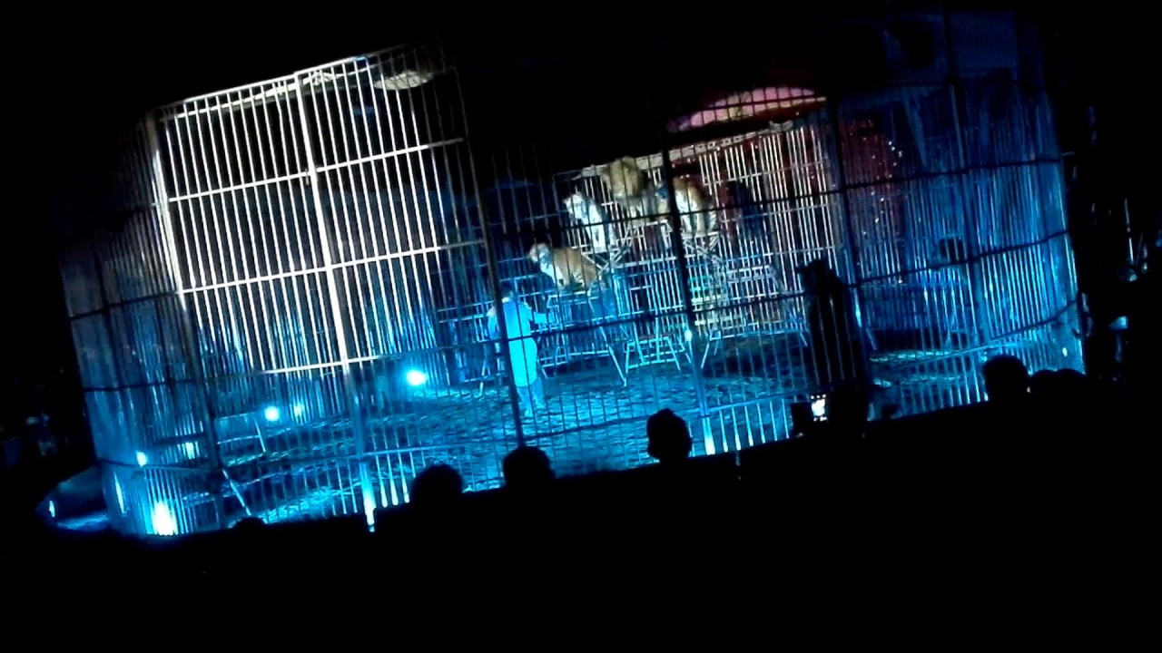 gabbia tigri e leone circo sandra orfei spadafora 2016
