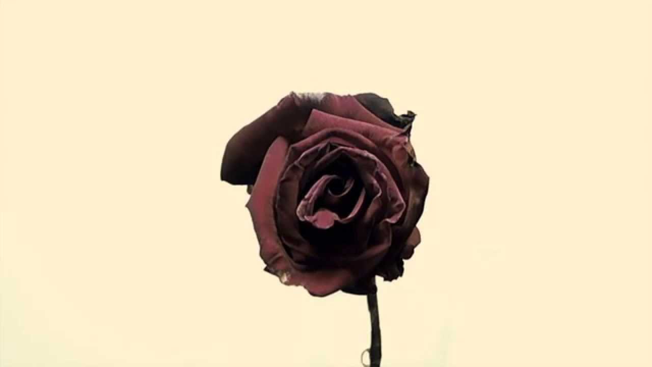 Time-lapse of Rose Blooming, Wilting and Dropping Petals