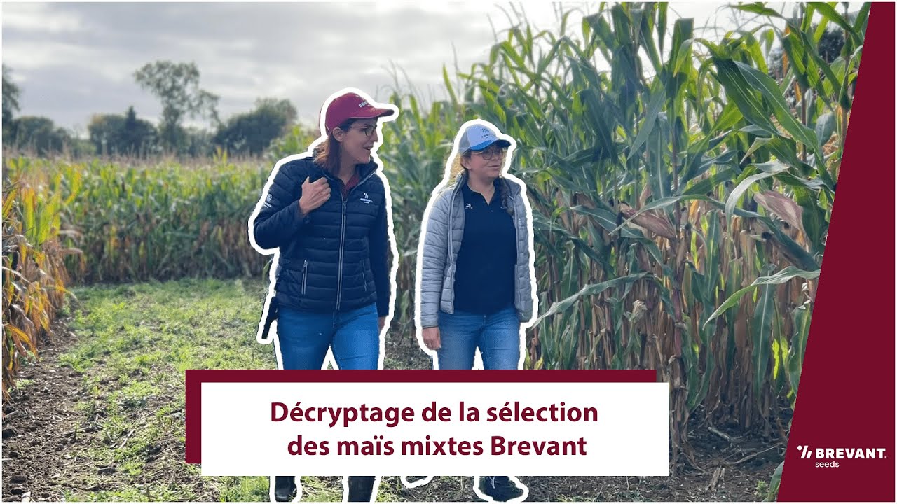 Décryptage de la sélection des maïs mixtes Brevant