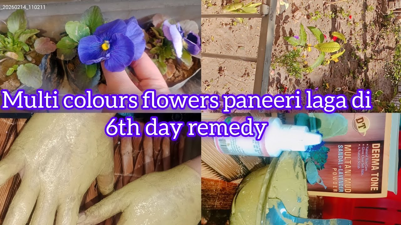 Multi colours flowers laga diay apne garden mein//6th day remedy of my 7 days challenge 😀