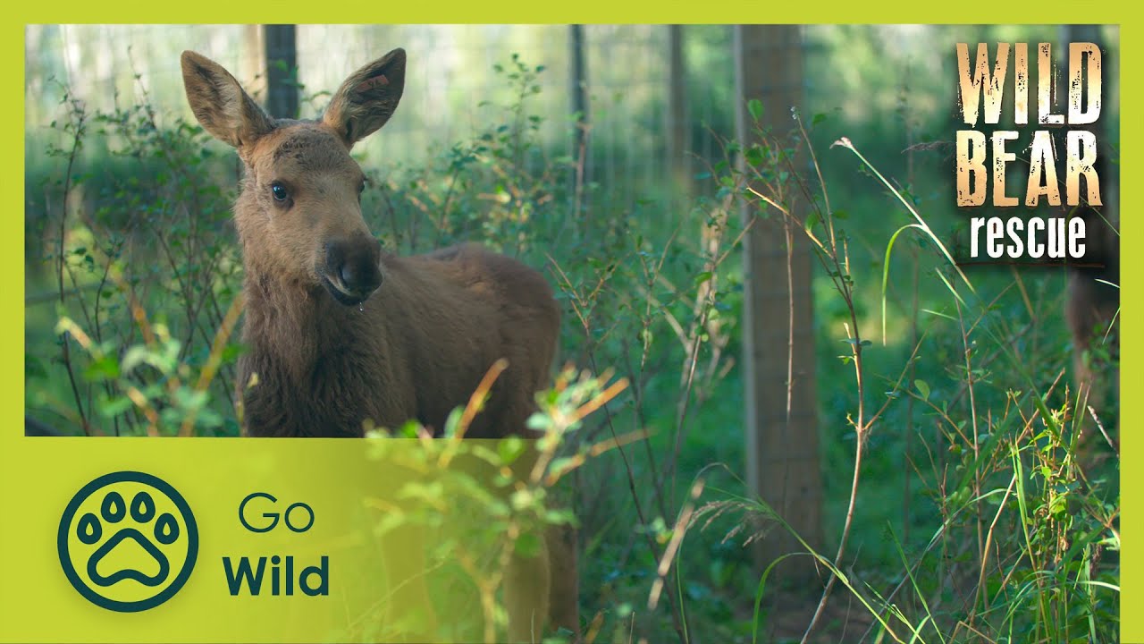 Bear Hugs & Moose Kisses | Wild Bear Rescue S02E02 | Go Wild