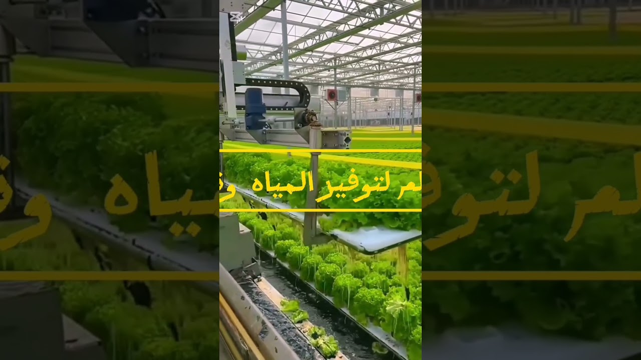 زراعة الخس بدون تربه #خس #ورقيات #خضروات #خضر #الزراعة_المائية #mural #lettuce #مزرعة #يوميات