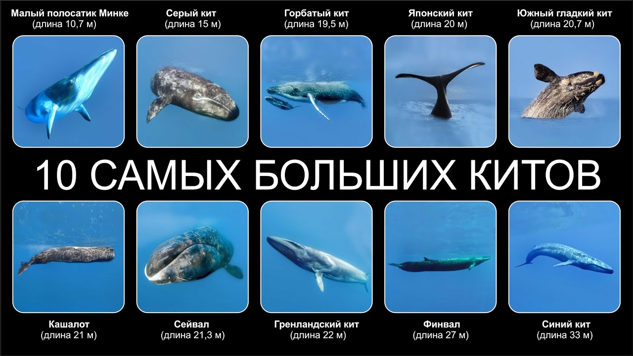 Топ 10 САМЫХ БОЛЬШИХ КИТОВ