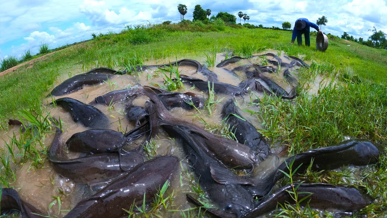 wow best hand fishing - catching a lot of fish under grass at field by hand a fisherman skill