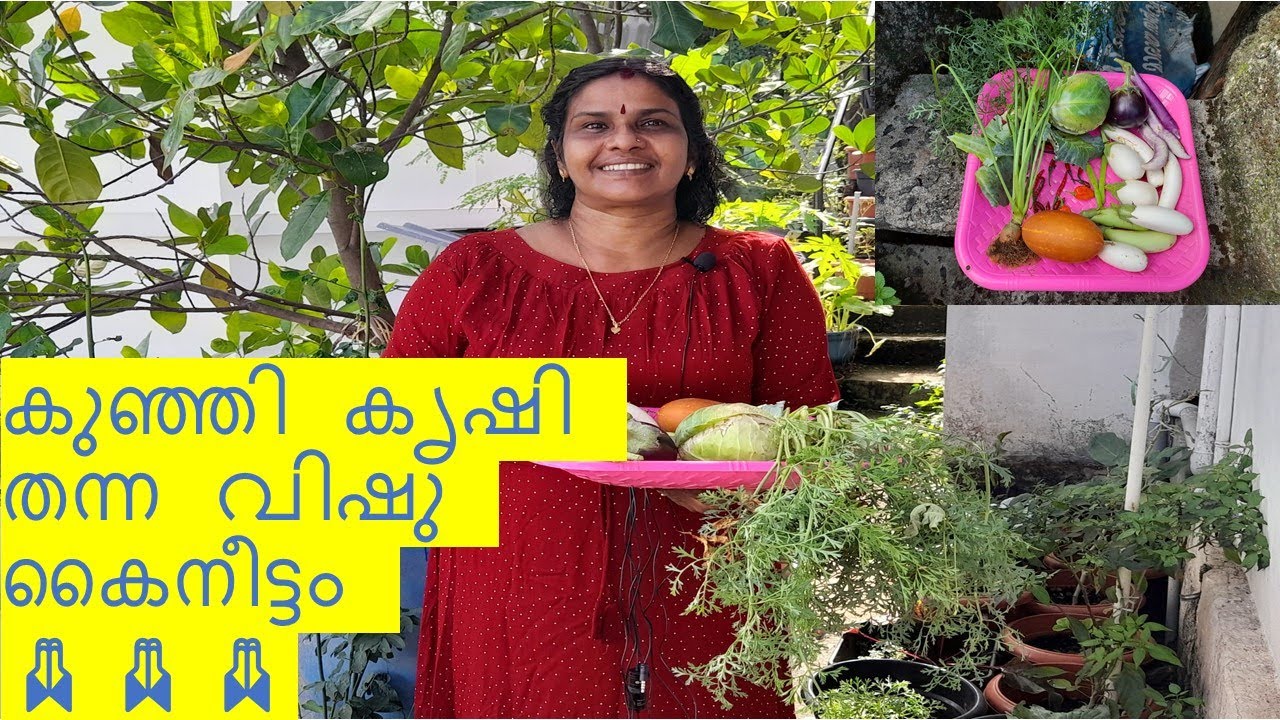 കുഞ്ഞി കൃഷി തന്ന വിഷു കൈനീട്ടം 🙏🙏🙏